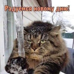 �������, ������, 41 ���