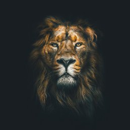 ������, ������, 41 ���