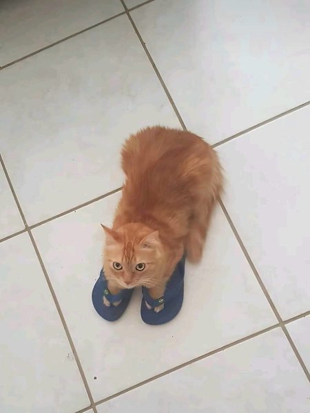 ������ �������
