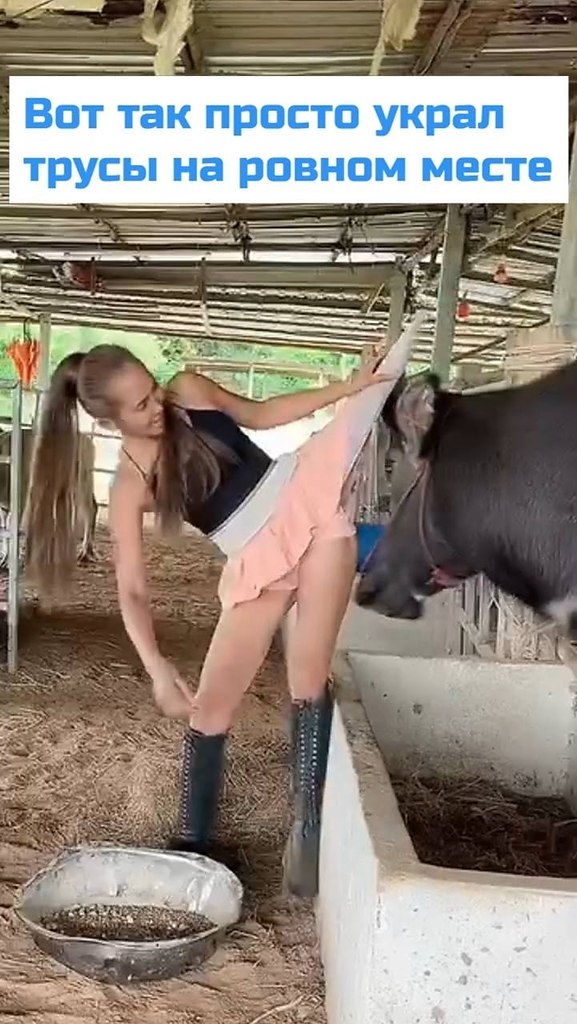 А этот бык разбирается в трусиках