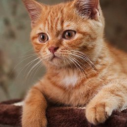 �������, ������, 74 ����