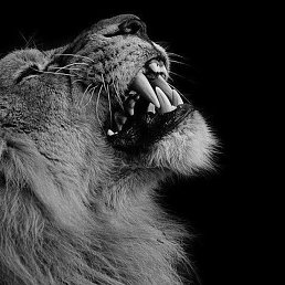 ���, �����������, 29 ���