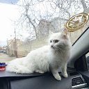 ���� Niyaz, ����, 35 ��� - ��������� 24 ������ 2025