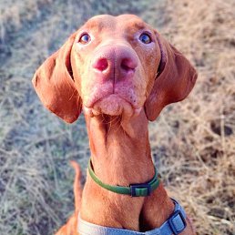 �������, ������, 54 ����