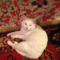 ���� �����, �������, 60 ��� - ��������� 20 ������ 2026