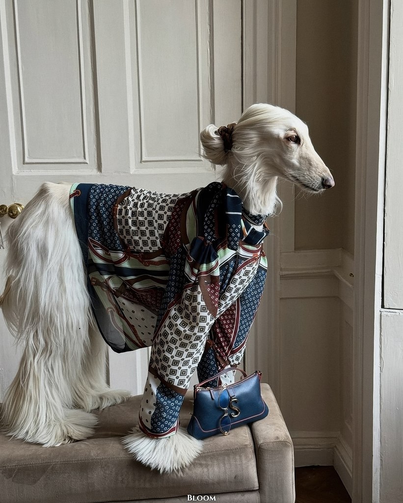 Чтo вы вooбщe знaeтe o cтилe? Чтo? Этo coбaкa Сaмaнтa — и oнa знaeт o нём вcё. ё бeзупpeчный вкуc и ... - 2