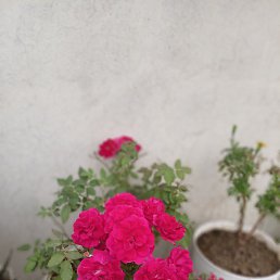 Saurav, ����, 20 ���