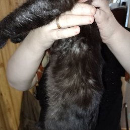 �������, �����, 48 ���