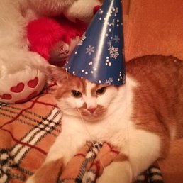 ��������, ��������, 62 ����