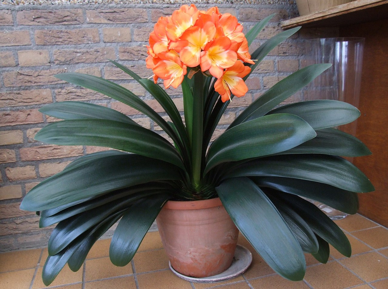 ,   (Clivia miniata):     . ...