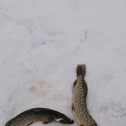 ���� ������, ������, 43 ���� - ��������� 25 ������� 2023