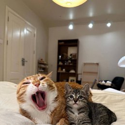 Foster, �����, 24 ����