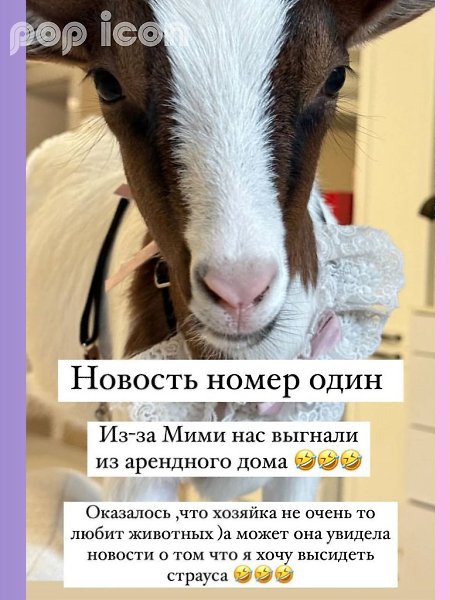 Семье Самойловых съехать из арендованного дома из-за козы Мими.Семья вернулась в свой старый дом, ... - 2
