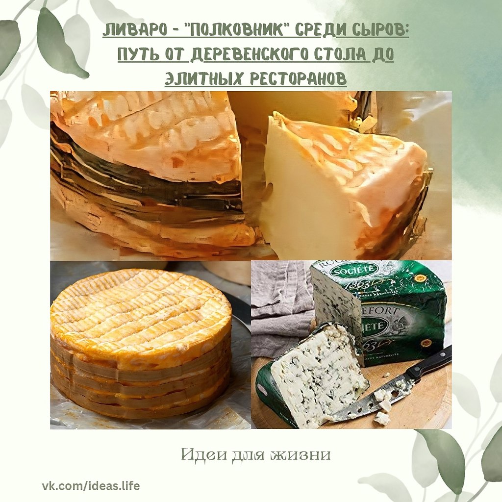 Сегодня, говоря о сырах с плесенью, чаще всего вспоминают Рокфор, Горгонзолу или Дорблю. Эти сорта ...
