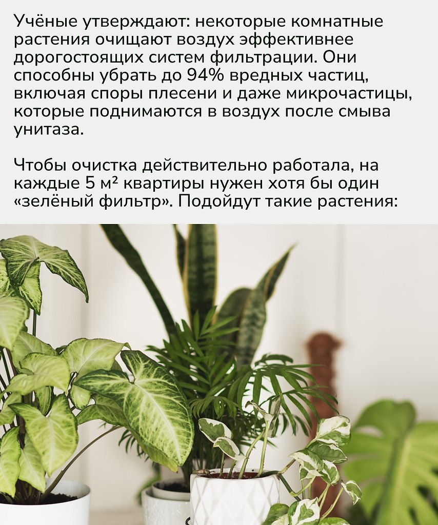 Живые цветы не только украшают интерьер, но и становятся естественной защитой для здоровья.Иногда ... - 2