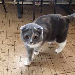 Lester, ������, 32 ����