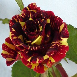 �������, ���, 57 ���