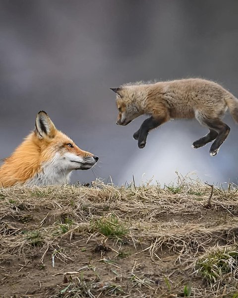 :) Фотограф Карл Рамсделл поймал в объектив такие драгоценные моменты лисьей нежности. - 4