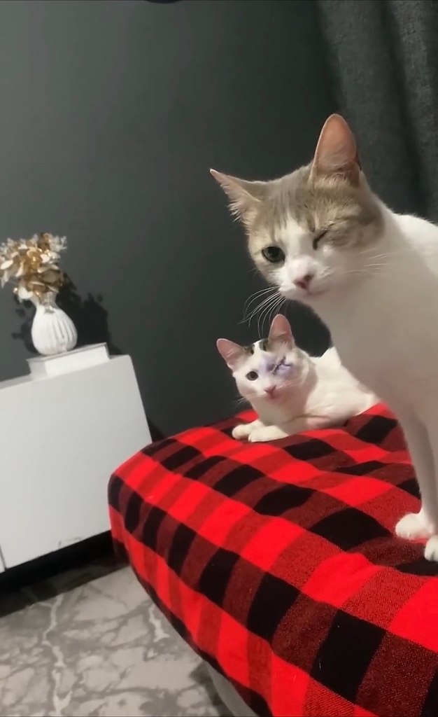 o cea oepa a aa  opo o pe eo oepa -  aa ocoo ppa co ... - 2