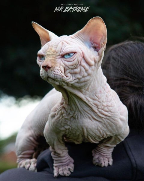       -     Bully Cat.   ... - 2