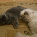 ���� �������, ������� ��������, 40 ��� - ��������� 3 ������� 2026 � ������ ����, ����, �������, �������� � ��� � ����