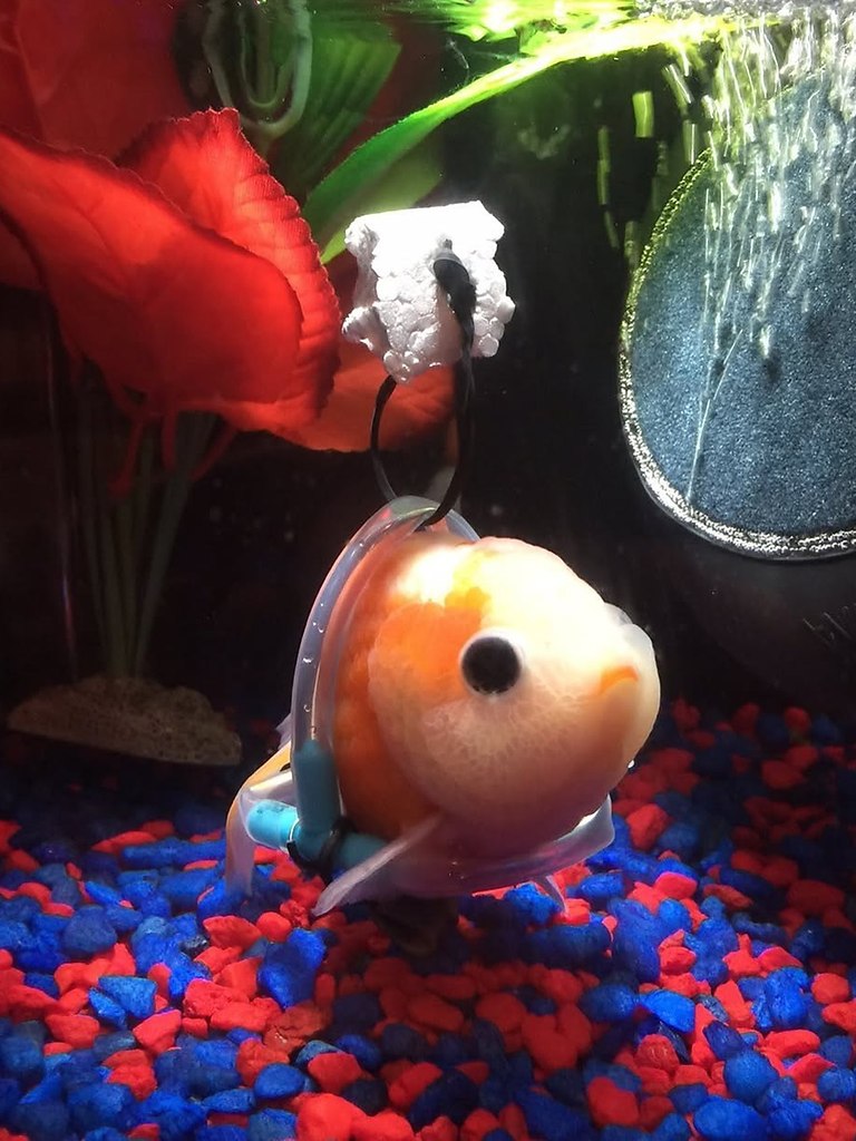 � 2017 ���� � ����������� ���-������� ��������� ������������ �������. ����������� ����� ������� ... - 2