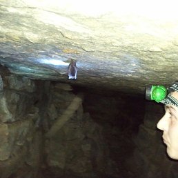 �������, ��������, 41 ���