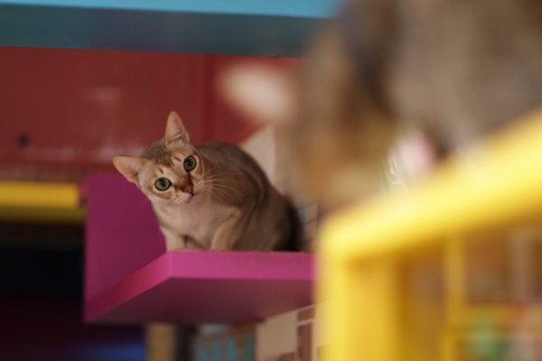 8 самых умных пород кошек.1. Абиссинская кошкаИзящные кошки родом из Эфиопии отличаются живым ... - 8