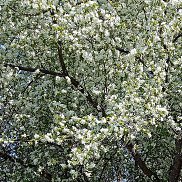 �������, 51 ���, ������