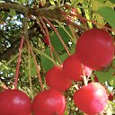 ���� C������, �������� - ��������� 20 �������� 2025 � ������ ���� ����������