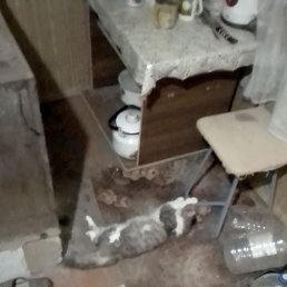 �������, �������, 40 ���