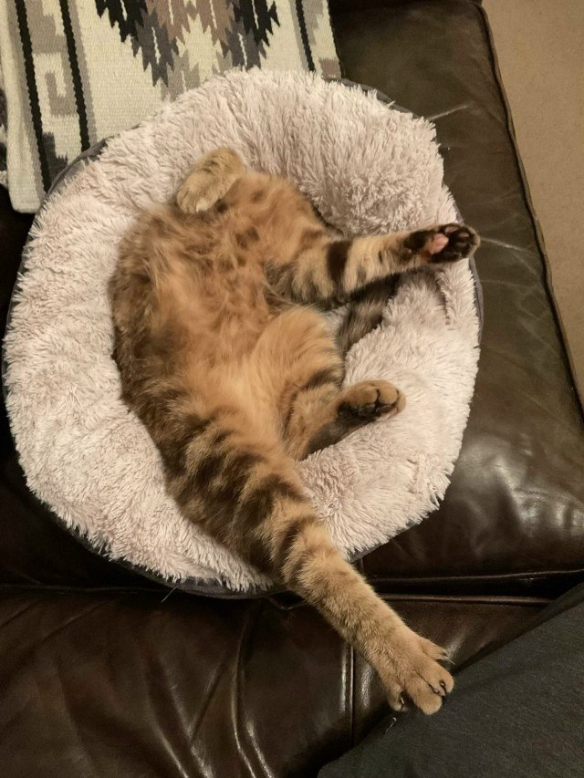 ������ ������� S. ������ �������� � XL