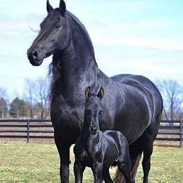 ����, �����-���������, 38 ���