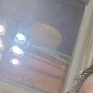 �������, 55 ���, ����