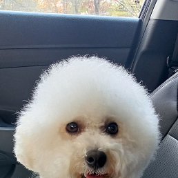 ����, ��������, 57 ���