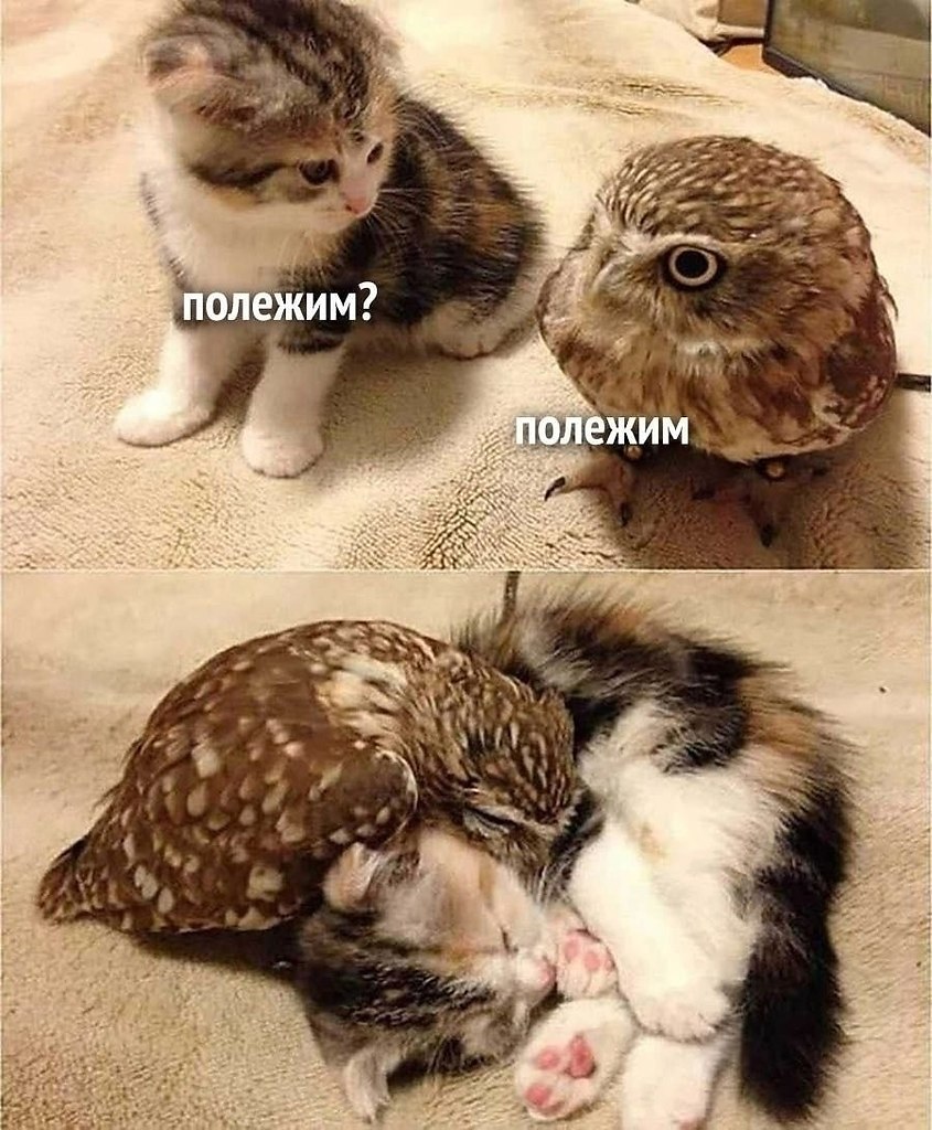 ��� �������