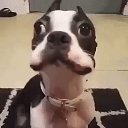 ���� ��������, �����, 66 ��� - ��������� 17 ���� 2026 � ������ ���� ����������
