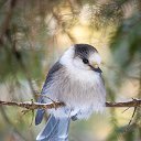  ,  , 64  -  27  2025    