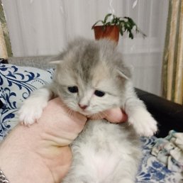 ��������, �����������, 38 ���