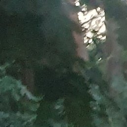 ��������, ����, 41 ���