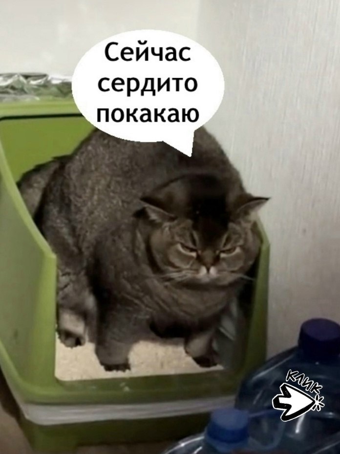 ��� ���� � ����� �� �� - 3 ���� 2026 � 11:55