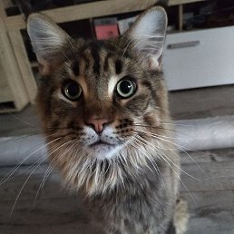 ����, ������, 97 ���