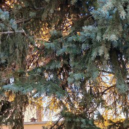 ����, ������, 74 ����