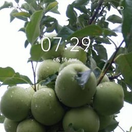 ����, ������, 43 ����