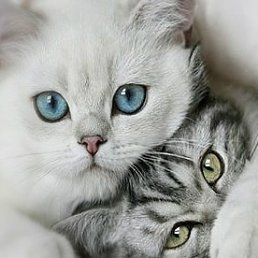 ���� ���������, ����, 59 ��� - ��������� 12 ������ 2023