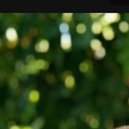 ����, 25 ���, ���������