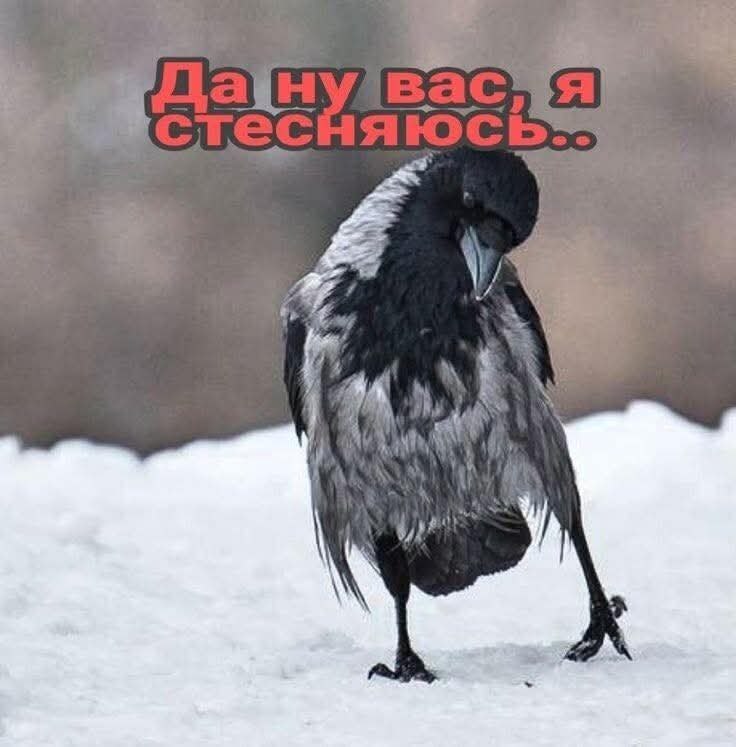 ЗНАЕТЕ, все дело в птицах: детей приносят аисты, проблемы — дятлы, кашу — сорока, почту — голуби, ...