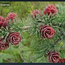 ���� Suffix, ����, 46 ��� - ��������� 4 ������ 2024 � ������ ���� ����������