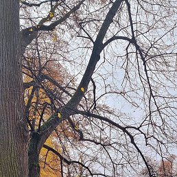 �����, �����-���������, 48 ���