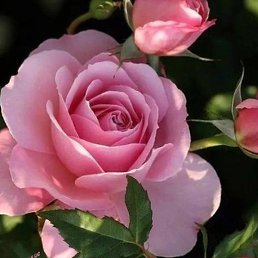 Ludmila, ���������, 56 ���